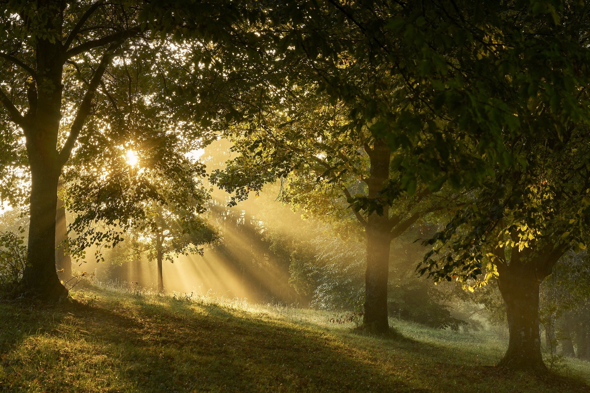 forest-3776796_1920